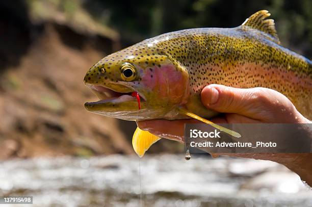 Large Rainbow Trout Closeup Stock Photo - Download Image Now - Fishing, Yampa River, Animal Body Part