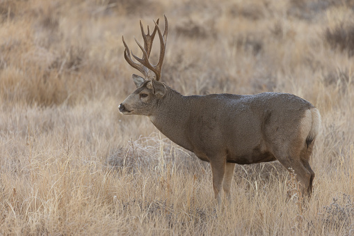 a buck mule deer during the fall rut in Colorado