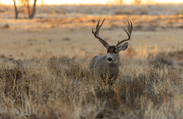istock Buck Mule Deer in Fall in Colorado 1379156845