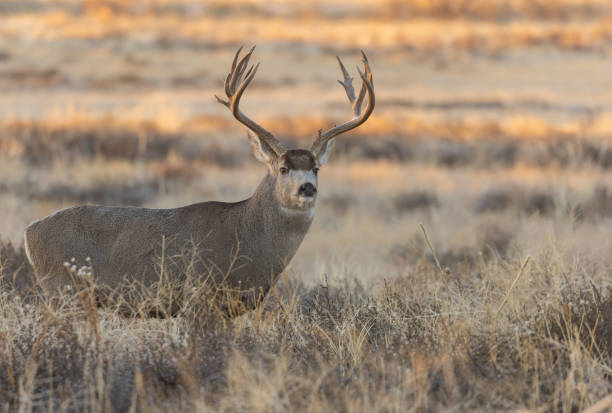 istock Buck Mule Deer in Fall in Colorado 1379161200