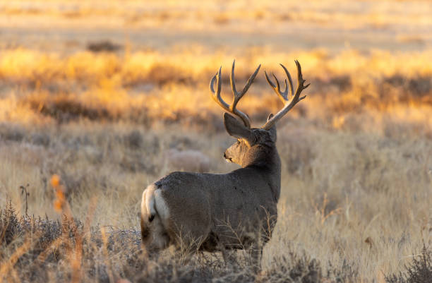 istock Buck Mule Deer in Fall in Colorado 1379161719