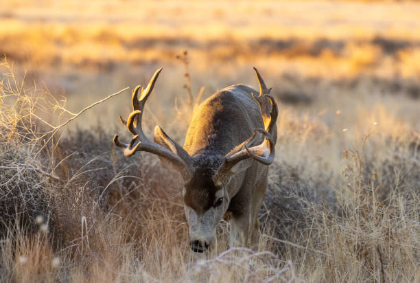istock Buck Mule Deer in Fall in Colorado 1379162004