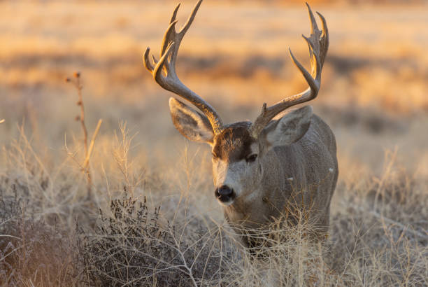 콜로라도에서 가을에 벅 뮬 사슴 - mule deer 뉴스 사진 이미지