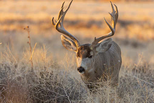 Buck Mule Deer in Fall in Colorado