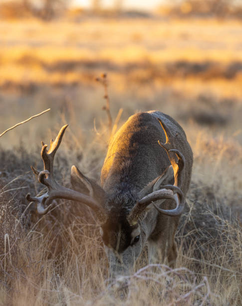 istock Buck Mule Deer in Fall in Colorado 1379162244