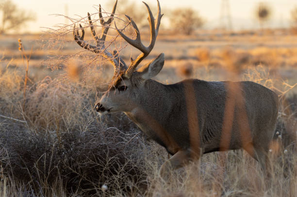 istock Buck Mule Deer in Fall in Colorado 1379162270