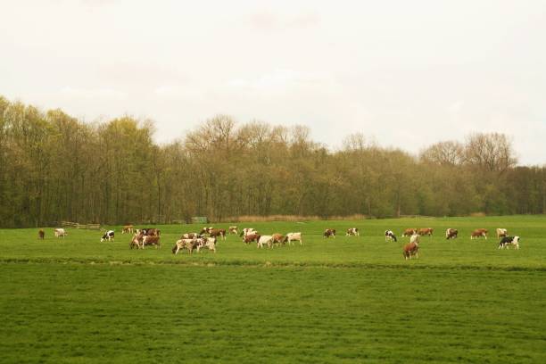 istock Pasture and cows in the Dutch fields near The Hague. 1379163194