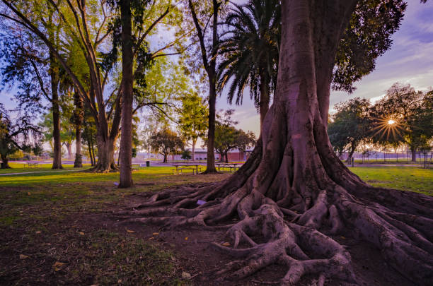 Sunset at park colorful sky cloud nature landscape tree forest