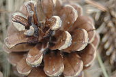 pine-h%C3%BCtchen-auf-den-boden.jpg?b=1&