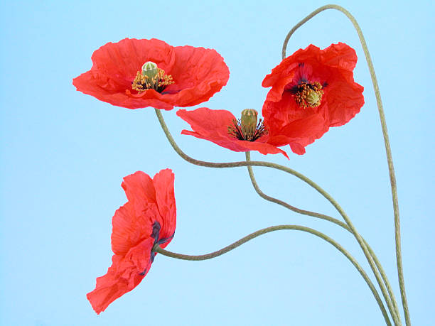 istock arrangement of red poppies 137916460