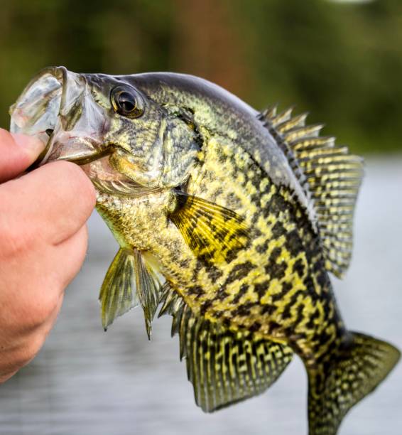 bajo de boca pequeña atrapado en una mosca - smallmouth bass fotos fotografías e imágenes de stock