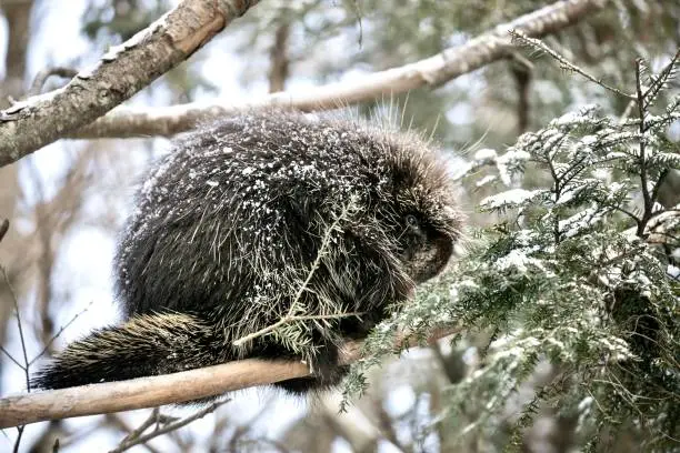 Photo of Young Porcupine in tree after snow squall