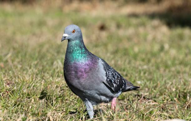 istock Common Pigeon in the grass 1379165513