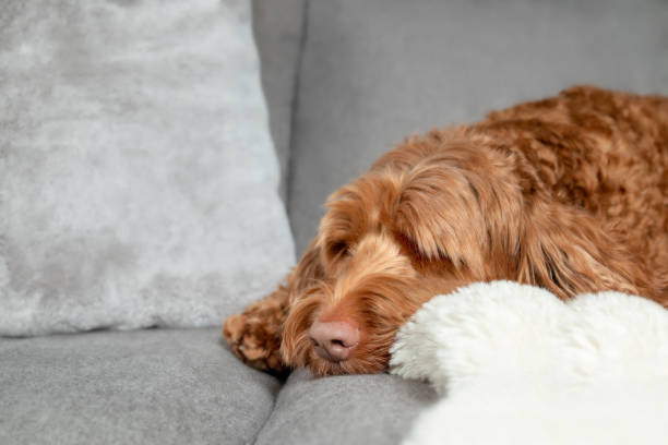 istock Brown fluffy dog sleeping on grey sofa or couch, sideways. 1379165577