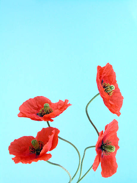 istock arrangement of red poppies 137916566
