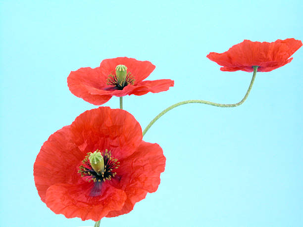 istock arrangement of red poppies 137916570