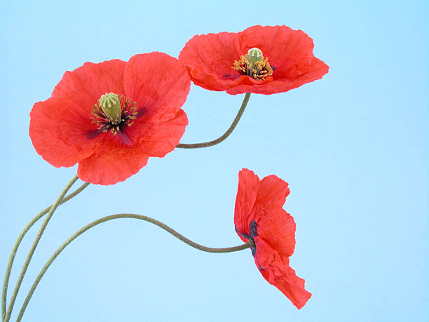 istock arrangement of red poppies 137916576