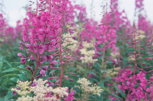 istock Summer background with beautiful wild flowers 1379165941