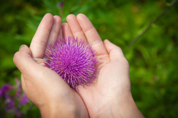 Woman hands holding beautiful purple thistle flower