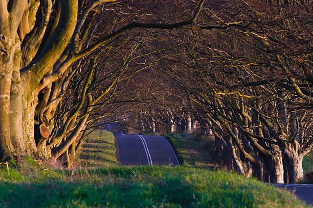 이 너도밤나무 애브뉴 at 킹스톤 lacy in 도싯 - tree road avenue dorset 뉴스 사진 이미지