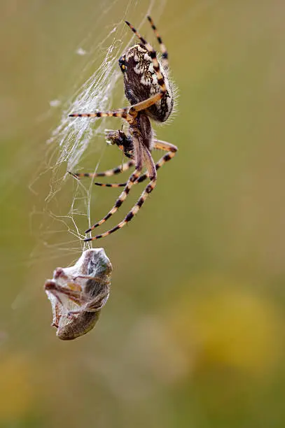 Photo of spider prey