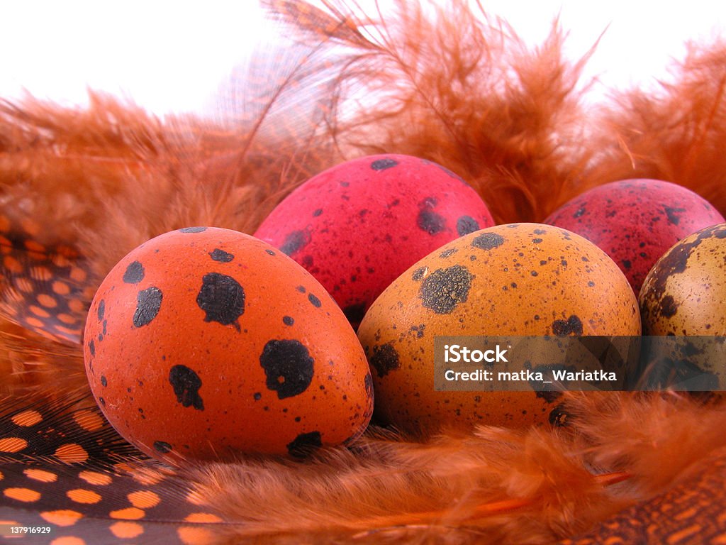 Bunte quail eggs - Lizenzfrei Bunt - Farbton Stock-Foto