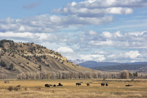 istock Autumn Yellowstone landscape with bison in foreground 1379174075