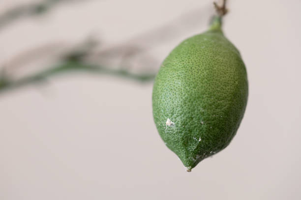 sick lemon without leaves affected by a flour mite