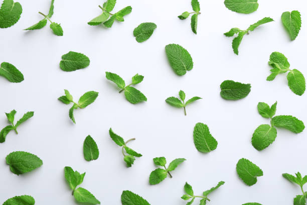 istock Fresh mint leaves on white background, flat lay 1379178856