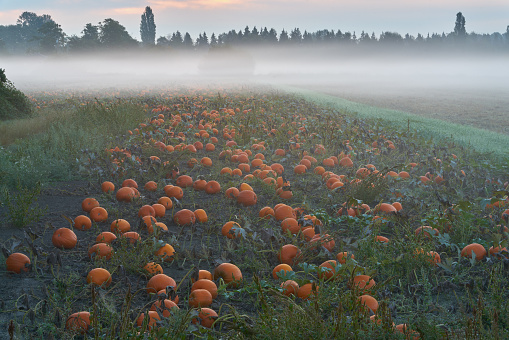 Pumpkins ready for harvest in a foggy field.