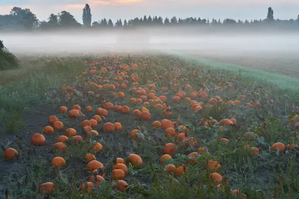 Photo of Morning Fog Pumpkin Patch Agriculture