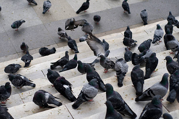 pigeons em passos do edifício, eminönü, istambul, turquia - staircase steps istanbul turkey - fotografias e filmes do acervo