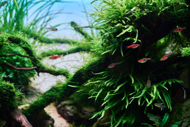 istock Aquascape aquarium with plants 1379195837