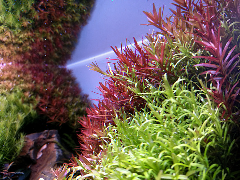 Aquascape aquarium with various freshwater plants. Green and red freshwater plants.
