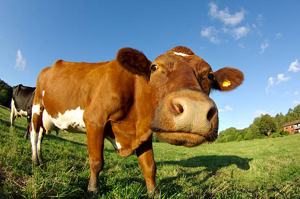 Eating grass in southern Sweden.