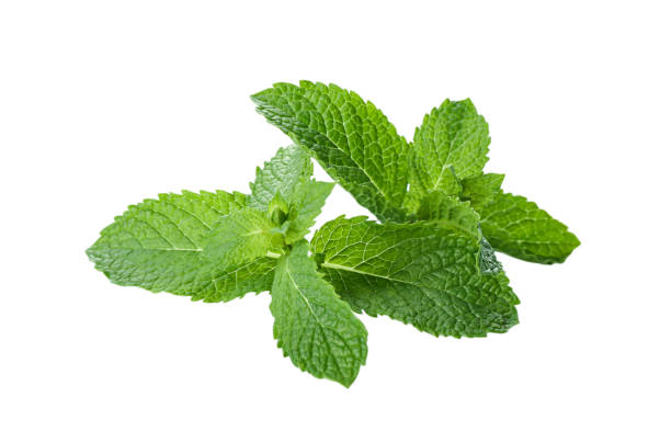 istock Leaves of fresh mint on white background 1379203775