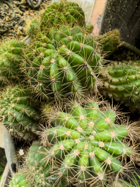 istock Small green cactus plant 1379204333