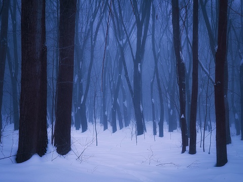 Gloomy winter forest at dawn. The morning mist enveloped the fabulous snow-covered forest. Mysterious cold woods.
