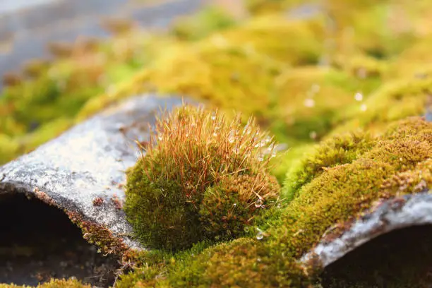 Moss on the roof. Close-up. Background. Landscape.
