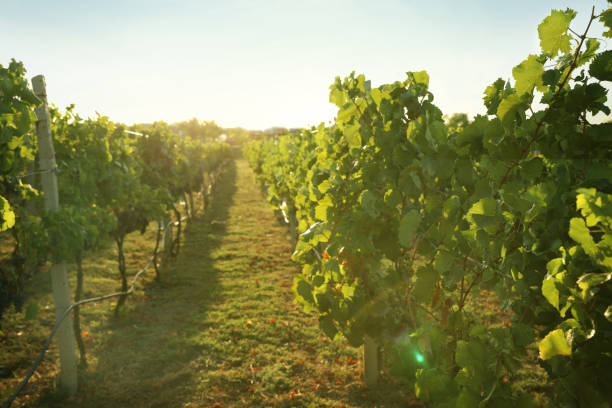 istock Beautiful view of vineyard with ripe grapes 1379213012