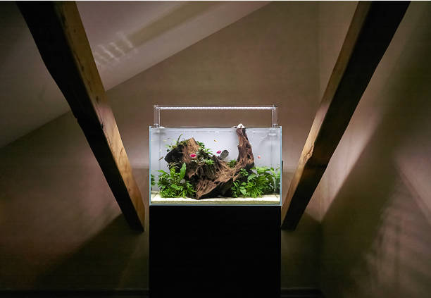 Freshwater aquascape aquarium with live plants