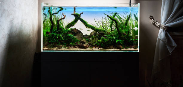 istock Freshwater aquascape with live aquarium plants 1379215852
