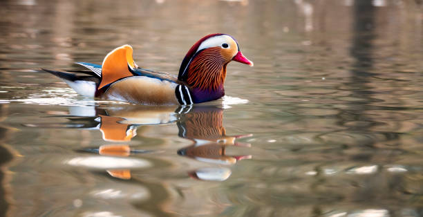 istock male mandarin duck 1379216925