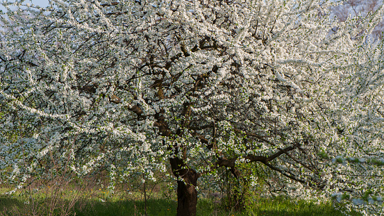 Blooming plum flowers in the garden on a sunny day. Spring season. Web banner.