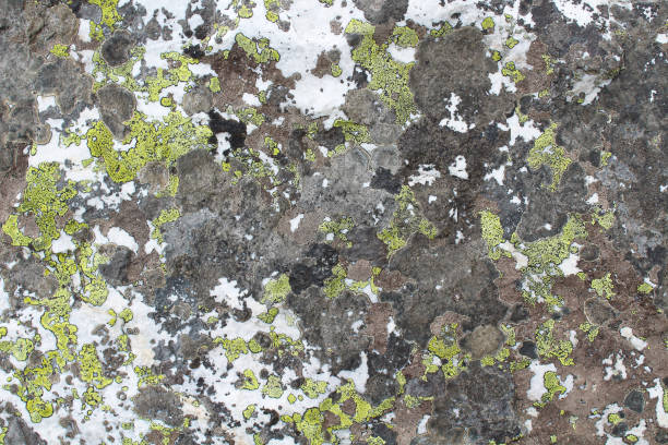 istock Mountain stone texture. Lichens on the surface. Close-up. Background. 1379220242