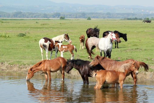 herd of horses on river