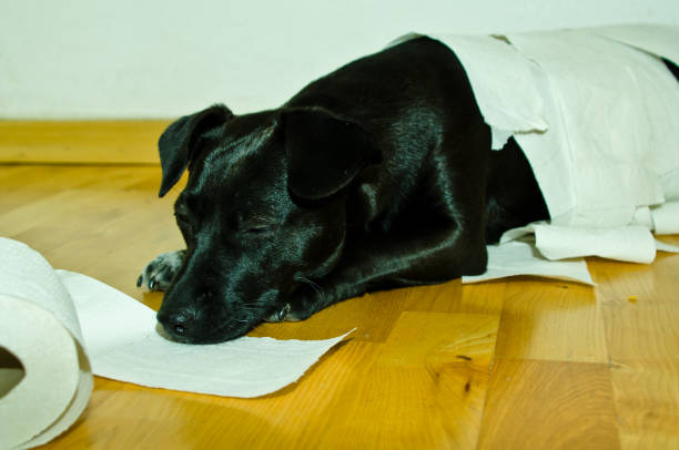 um cão preto bonito brincando com papel higiênico - dog home interior loneliness destruction - fotografias e filmes do acervo