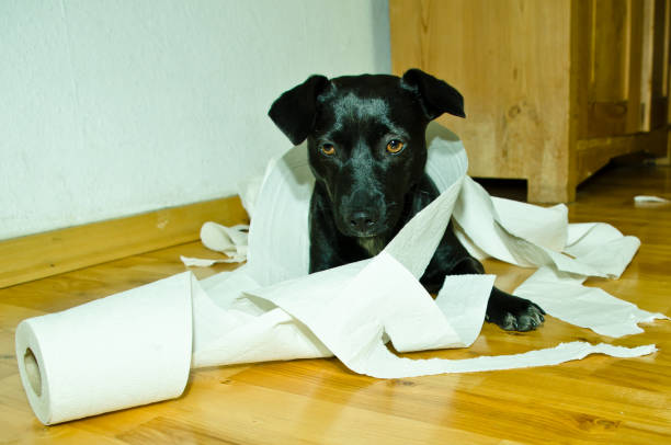 um cão preto bonito brincando com papel higiênico - dog home interior loneliness destruction - fotografias e filmes do acervo