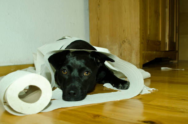a cute small black dog playing with toilet paper stock photo