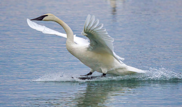 istock Trumpeter Swan Landing On Water 1379221831